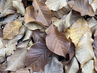 autumn hornbeam leaves on the ground - background