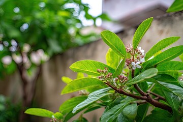 Green leaves and small white flowers on a plant in a backyard