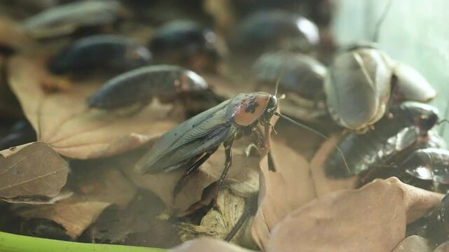 Detailed 4K macro video of a wild cicada resting still. The footage captures the intricate details of its transparent wings, large eyes, and body, perfect for nature documentaries and wildlife educati