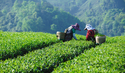 Asian woman picking green tea shoots  in spring tea farm © lzf