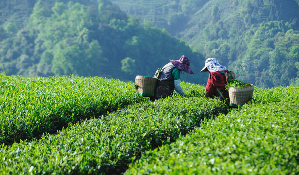 Asian woman picking green tea shoots  in spring tea farm