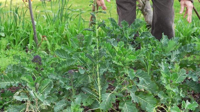 Gardner hands examining purple sprouting broccoli growing in vegetable garden