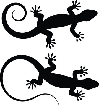 Lizard silhouette vector illustration with two black reptiles on white background