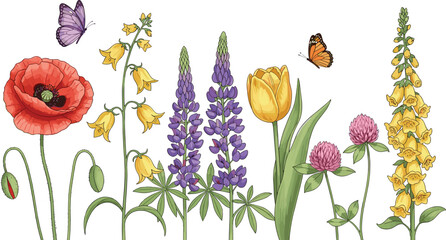 Wildflowers Collection with Poppy Tulip Lupine Foxglove and Butterflies Botanical Vector Illustration © Prodip