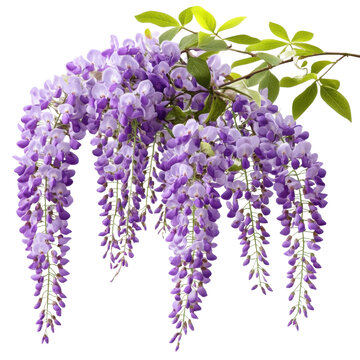 Wisteria Flower isolated on transparent background
