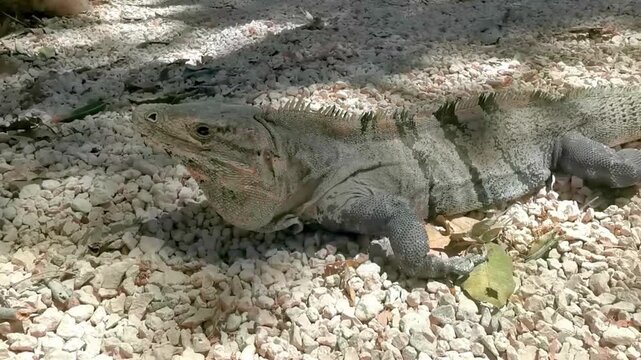 iguana lizard resting, large iguana reptile, iguana on ground, green iguana wildlife, iguana reptile close up