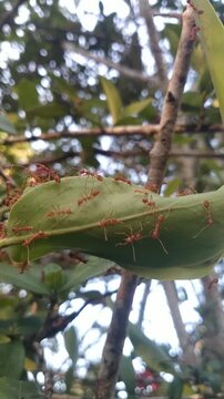 Weaver Ants Building Leaf Nest Colony Teamwork Macro Nature Insect Behavior Full HD