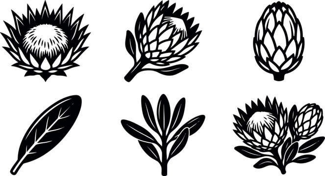 Flat design protea floral icon set close up botanical flowers and leaves isolated vector art black and white line silhouette