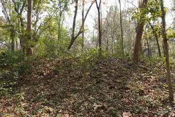Obraz premium Forest Scene with Tall Slender Trees, Dry Leaf Floor, and Sunlit
