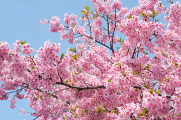 柔らかいピンク色の桜と晴天