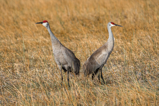 grulla canadiense