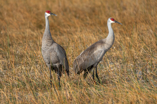 grulla canadiense