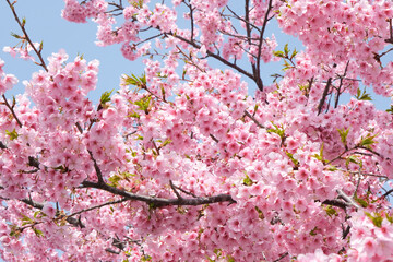 柔らかいピンク色の桜と晴天