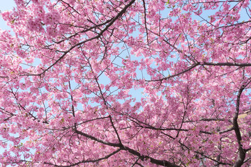 柔らかいピンク色の桜と晴天