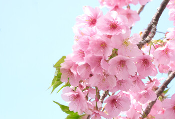 柔らかいピンク色の桜