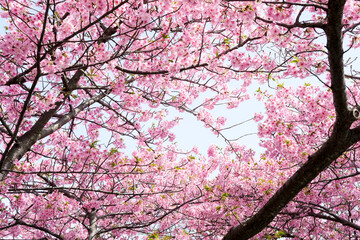 柔らかいピンク色の桜と晴天