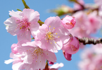 柔らかいピンク色の桜