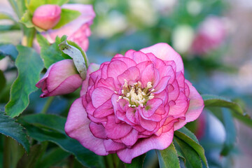 ピンク色のクリスマスローズ