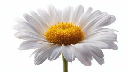 Fototapeta premium Single White Daisy Flower Isolated on White Background