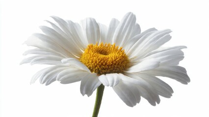 Fototapeta premium White Daisy Flower Isolated on White Background