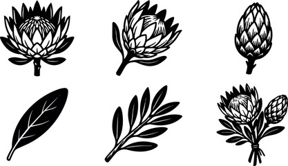 Naklejka premium Minimalist botanical line art protea flower set with leaves stems bouquet close up vector black silhouette composition front view side