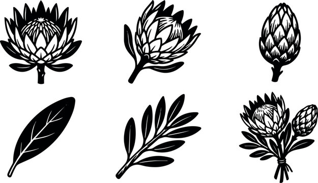 Minimalist botanical line art protea flower set with leaves stems bouquet close up vector black silhouette composition front view side