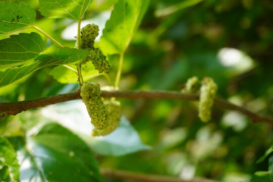 Emergent Mulberry Fruit Cluster