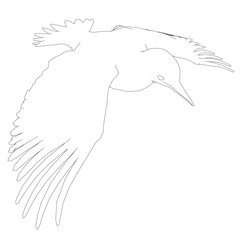 A heron flies with wings spread wide, its head turned and beak slightly open. This black and white contour drawing features detailed feather outlines against a plain background.