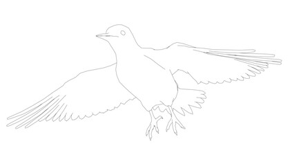 A dove in flight with wings spread wide against a stark white background. The black and white contour drawing highlights intricate feather and beak details.