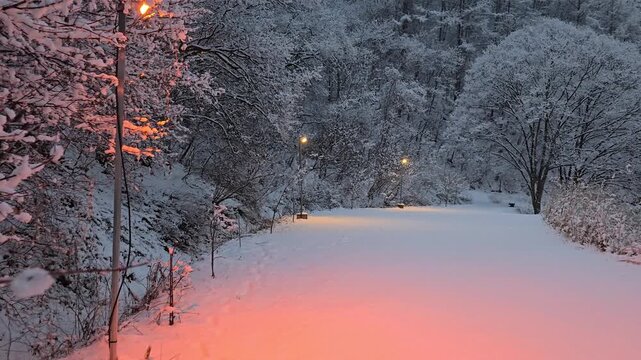 Beautiful winter landscape of intertwined zelkova trees covered in heavy snow, South Korea. Peaceful forest scene with deep snow and scenic winter trees in late February 2026.
