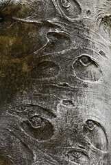 自然の芸術、森の中の樹木の表皮