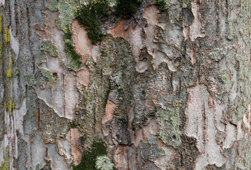 自然の芸術、森の中の樹木の表皮