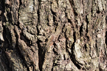 自然の芸術、森の中の樹木の表皮