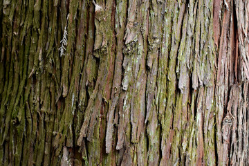 自然の芸術、森の中の樹木の表皮