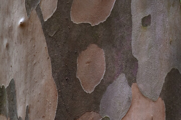 自然の芸術、森の中の樹木の表皮