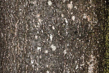 自然の芸術、森の中の樹木の表皮