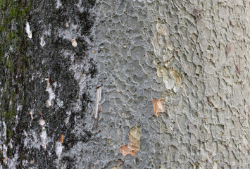 自然の芸術、森の中の樹木の表皮