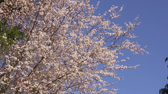 Spring prunus blossom branches swaying gently against clear blue sky