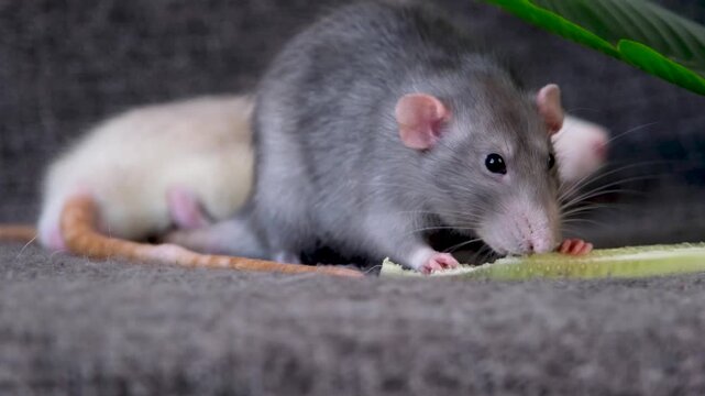 two little cute pet rats on gray couch eating cucumber