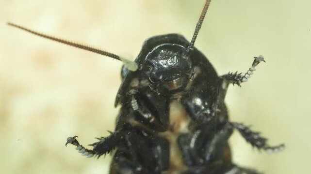 Cinematic 4K extreme close-up footage of large exotic cockroaches, showing detailed segmented bodies and antennae. High-quality macro nature videography highlighting pest biology, intricate exoskeleto