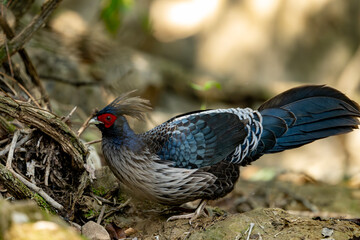 Kaleej pheasant in forest expresses routine ground bird behavior