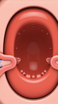 Detailed CGI Visualization of Oropharyngeal Anatomy Illustrating Tonsil Growth and Regression for Medical Education