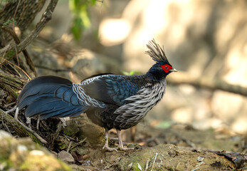 Streamside scene captures kaleej pheasant balanced gracefully on stones