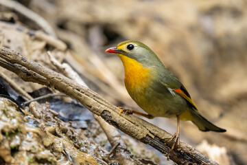 A peaceful nature scene featuring a colorful songbird at a hidden forest spring, with soft sunlight filtering through the canopy.