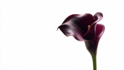 Elegant Dark Purple Calla Lily Isolated on White Background