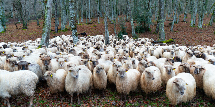 Flock of Latxa sheep (Basque: latxas) transhumant between Sodupe (Bizkaia) and the Losa Valley (Burgos). Las Merindades region. Burgos. Castile and Le&oacute;n. Spain. Europe