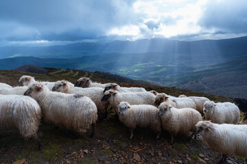 Obraz premium Flock of Latxa sheep (Basque: latxas) transhumant between Sodupe (Bizkaia) and the Losa Valley (Burgos). Las Merindades region. Burgos. Castile and León. Spain. Europe