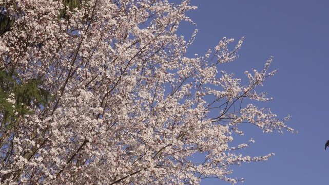 Spring prunus blossom branches swaying gently against clear blue sky