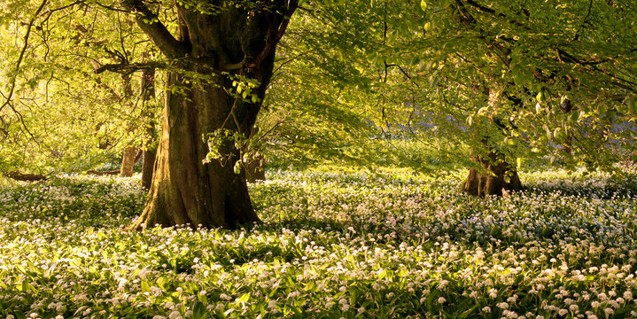 Carpet of wild garlic plants growing in a field at sunrise, Minterne Magna, Dorset, England, UK
