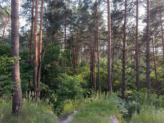 Fototapeta premium Section of pine forest with deciduous undergrowth in summer evening